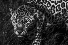 DSC_2435-Edit